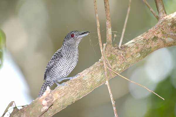 Zebrzak wielkodzioby (Cymbilaimus lineatus)