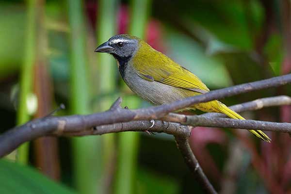 Ziarnołusk ciemnogłowy (Saltator atriceps)