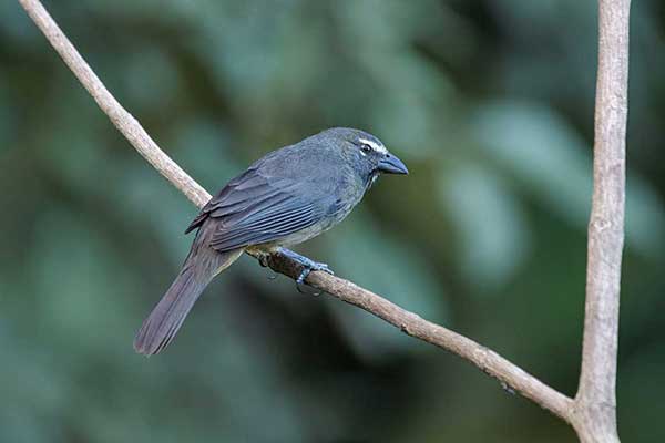 Ziarnołusk szary (Saltator coerulescens)