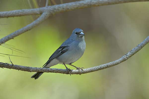 Zięba modra (Fringilla teydea)