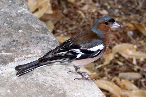 Zięba (zwyczajna) (Fringilla coelebs)