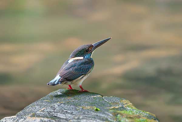 Zimorodek modropierśny (Alcedo euryzona)