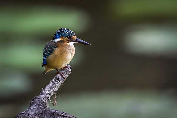 Zimorodek turkusowy (Alcedo semitorquata)