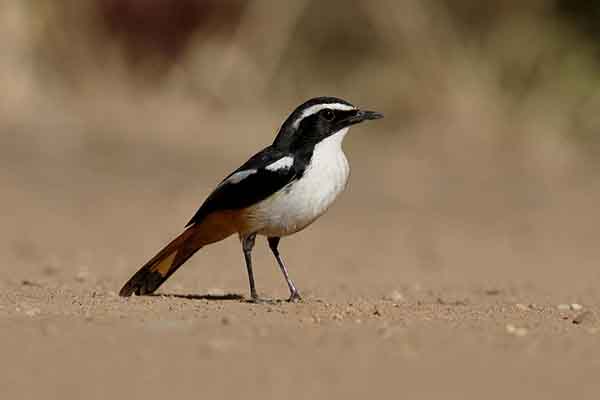 Złotokosik białogardły (Dessonornis humeralis)