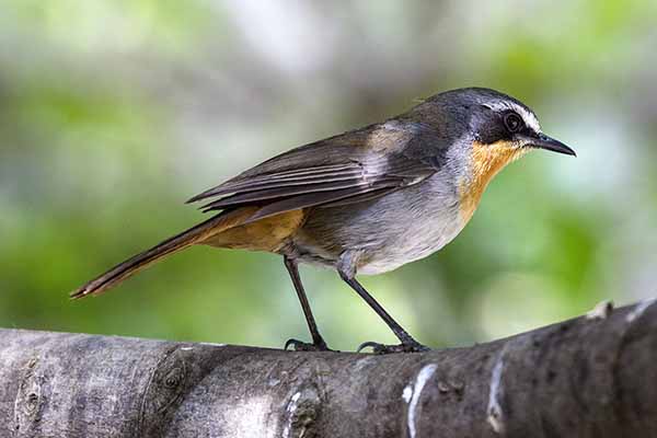 Złotokosik ogrodowy (Dessonornis caffer)