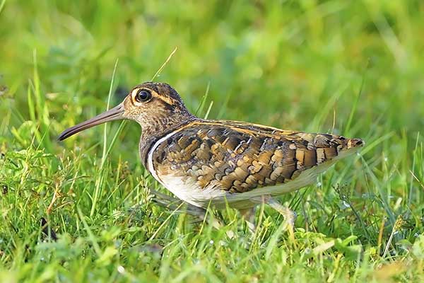 Złotosłonka bengalska (Rostratula benghalensis)