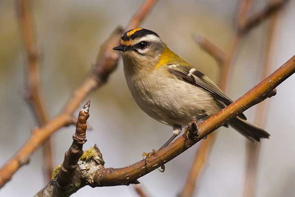 Zniczek (Regulus ignicapillus)