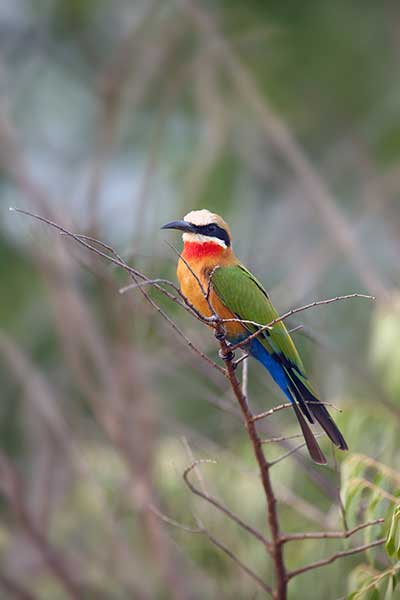 Żołna białoczelna (Merops bullockoides)