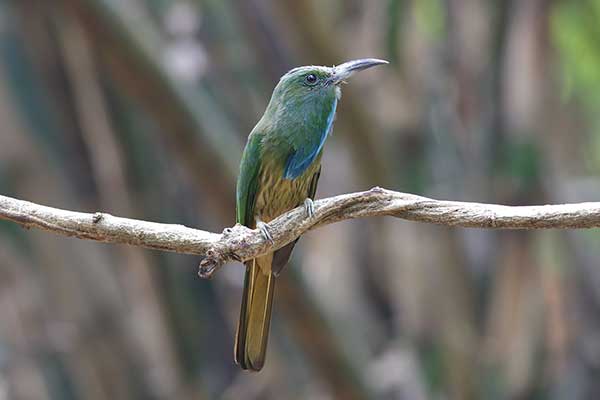 Żołna brodata (Nyctyornis athertoni)