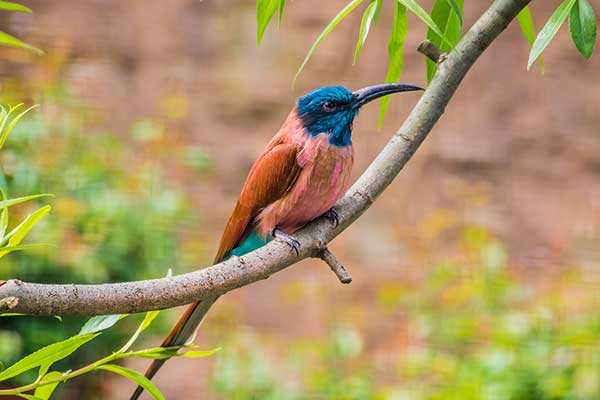 Żołna karminowa (Merops nubicoides)