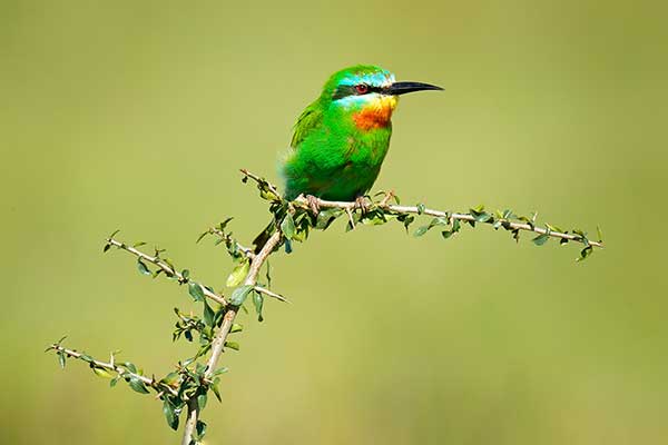 Żołna modrolica (Merops persicus)