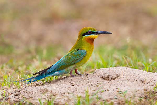 Żołna modrosterna (Merops philippinus)