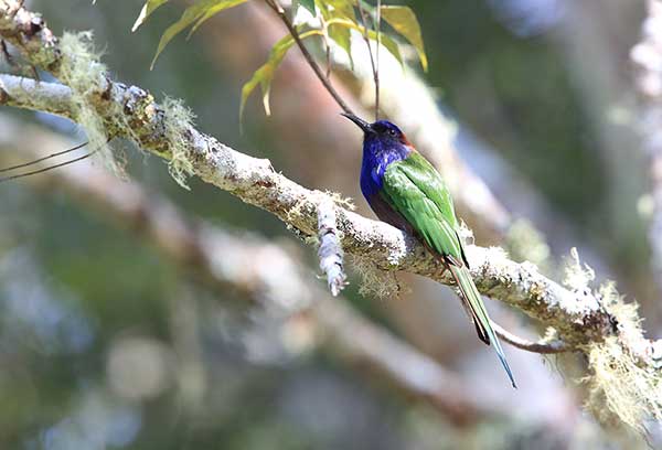 Żołna purpurowogłowa (Merops forsteni)