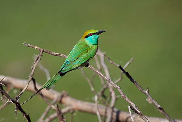 Żołna wschodnia (Merops orientalis)