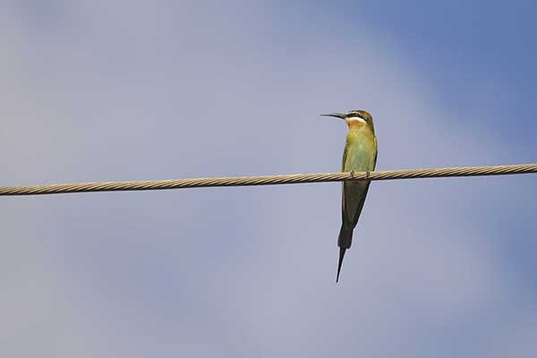 Żołna zielona (Merops superciliosus)