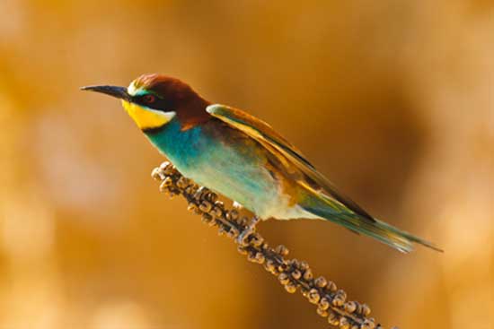 Żołna (zwyczajna) (Merops apiaster)