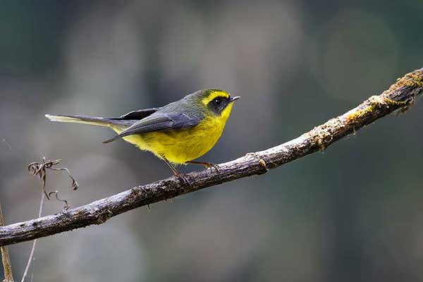 Żółtobrewka (Chelidorhynx hypoxanthus)