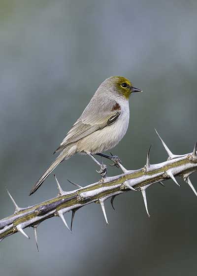 Żółtoliczek (Auriparus flaviceps)