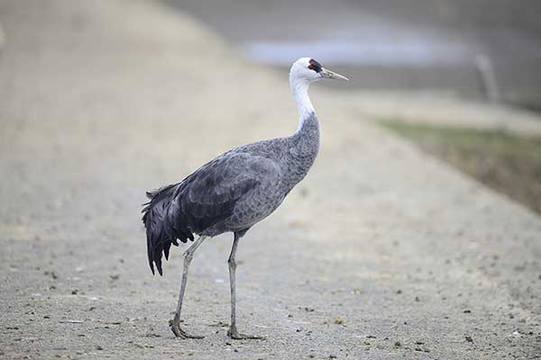 Żuraw białogłowy (Grus monacha)