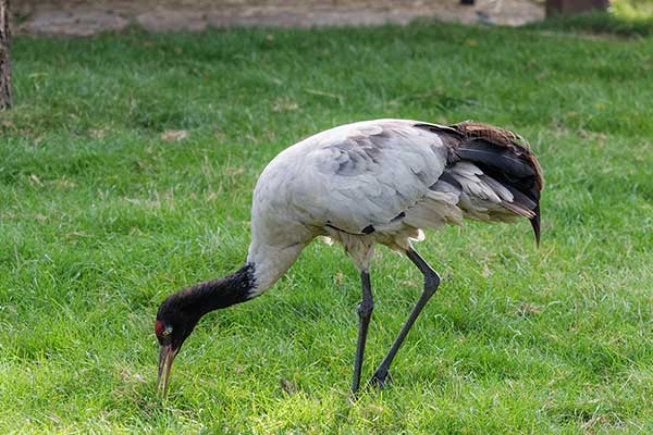 Żuraw czarnoszyi (Grus nigricollis)