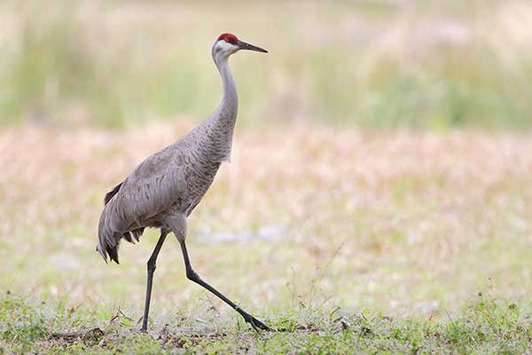 Żuraw kanadyjski (Antigone canadensis)