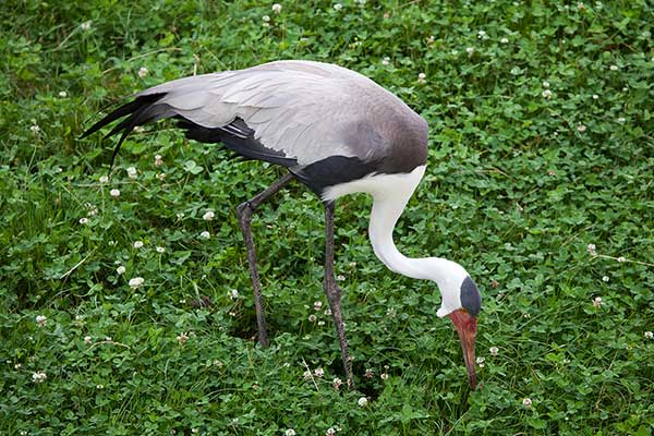 Żuraw koralowy (Grus carunculata)