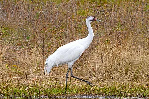 Żuraw krzykliwy (Grus americana)