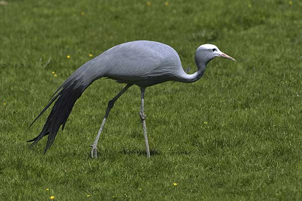 Żuraw rajski (Grus paradisea)