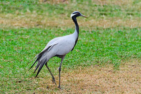 Żuraw stepowy (Grus virgo)