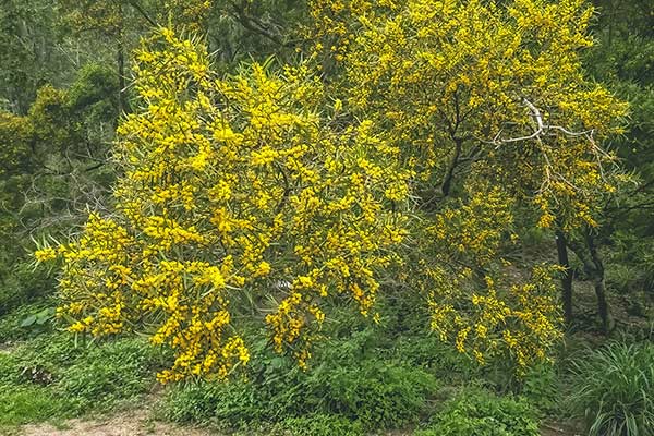 (Acacia baileyana)