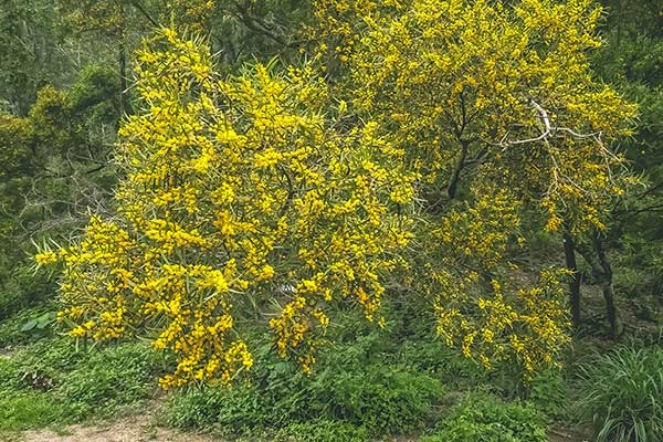  (Acacia baileyana)