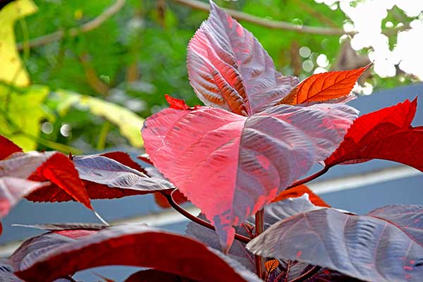 (Acalypha wilkesiana)