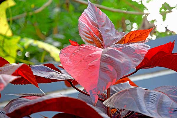  (Acalypha wilkesiana)