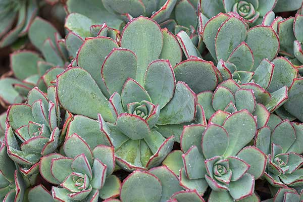  (Aeonium haworthii)