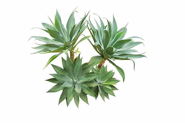 (Agave attenuata)
