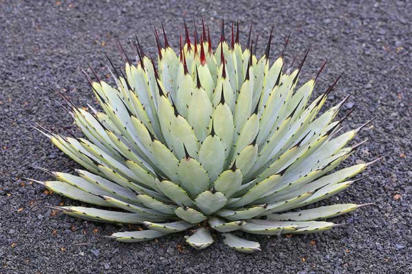 (Agave macroacantha)