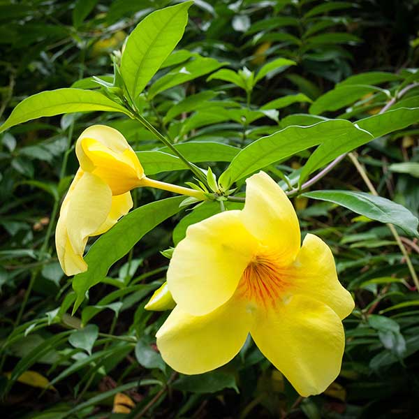 Allamanda przeczyszczająca (Allamanda catharica)