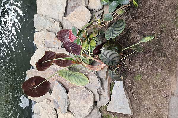 (Alocasia cuprea)