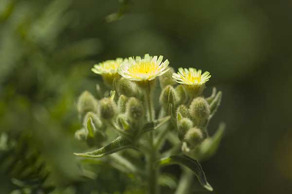 Andriala całolistna, jawełnia całolistna (Andryala integrifolia)