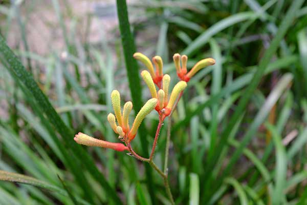 Kangurza łapa (Anigozanthos flavidus)