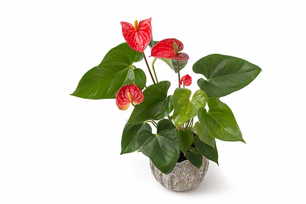 Anturium Scherzera (Anthurium scherzerianum)