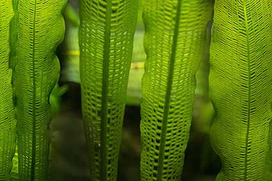 Onowodek madagaskarski, onowodek okienkowaty (Aponogeton madagascariensis)