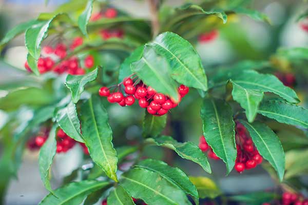 Ardizja drzewiasta, ardizja karbowana (Ardisia crenata)