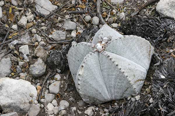 Czapka biskupa (Astrophytum myriostigma)