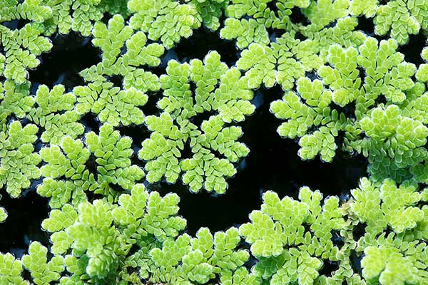 Azolla karolińska, azolla drobna (Azolla caroliniana)