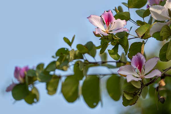 Bauhinia © imphilip – stock.adobe.com Bauhinia