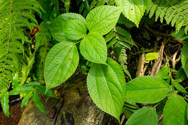 (Boehmeria cylindrica)