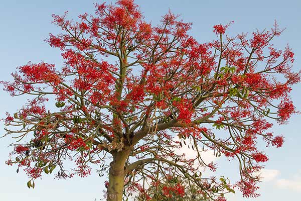 Brachychiton klonolistny (Brachychiton acerifolius)
