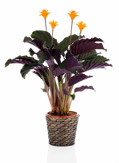 Kalatea żółtokwiatowa (Calathea crocata)