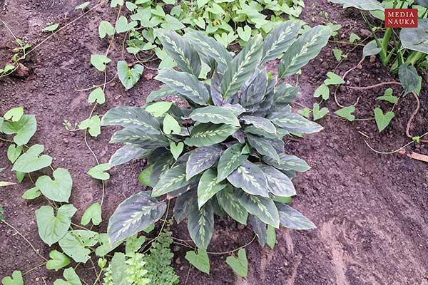 (Calathea louisae)